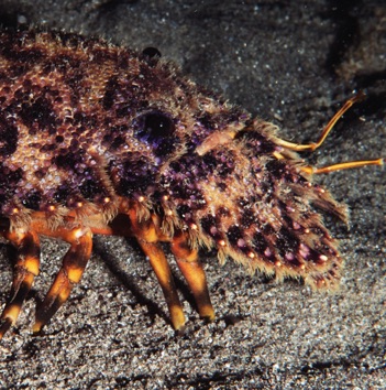Slipper Lobster